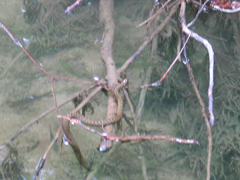 Original image